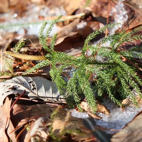 Hickey's tree-clubmoss