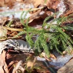Hickey's tree-clubmoss thumbnail 1