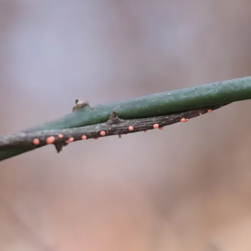 Coral Spot