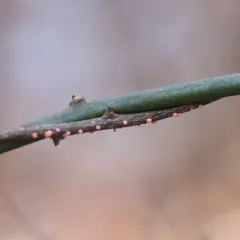 Coral Spot thumbnail 1