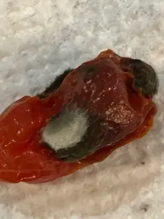 Black Mold thumbnail 1