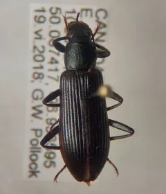 Narrow-necked Strongylium thumbnail 3