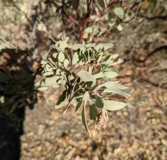hoary manzanita thumbnail 2