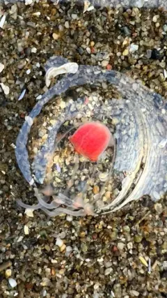 Euphysa flammea thumbnail 2
