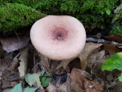 Oakbug Milkcap thumbnail 2