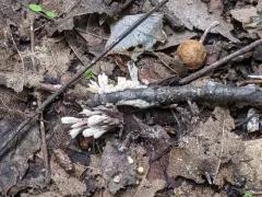 Urchin Earthfan thumbnail 1