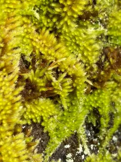 pinnatifid homalothecium moss thumbnail 2