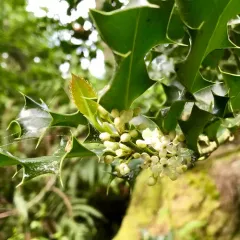 European holly thumbnail 2