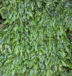 Elegant Silk-moss thumbnail 2