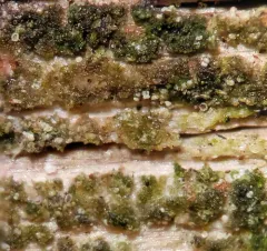Log-loving Hidden Lichen thumbnail 1