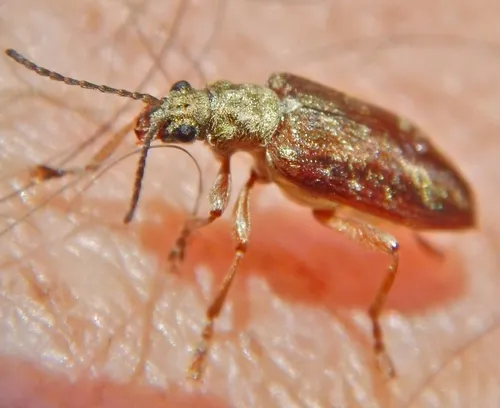 Pubescent sedge beetle
