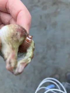 Cheilonereis cyclurus thumbnail 2