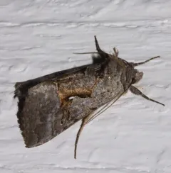 Epigaea Looper Moth thumbnail 4