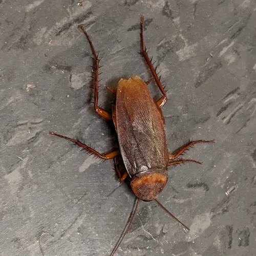 American Cockroach