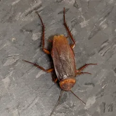 American Cockroach thumbnail 1