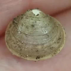 Herrington fingernailclam thumbnail 1
