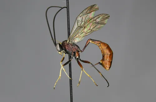Dusona rufescens