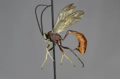 Dusona rufescens thumbnail 1