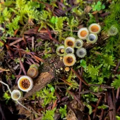 woolly bird's nest fungus thumbnail 4