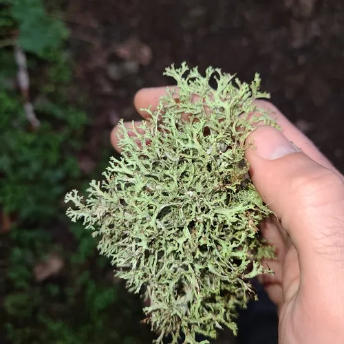 Ribbon Rag Lichen