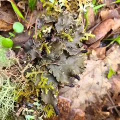 tree pelt lichen thumbnail 2