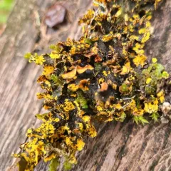 Mustard Kidney Lichen thumbnail 2