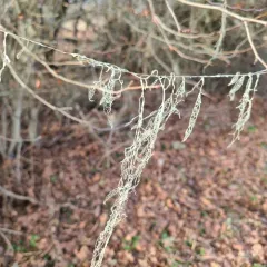 lace lichen thumbnail 4
