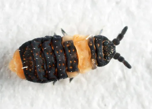 Pseudachorutes aureofasciatus