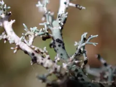 Opegrapha sphaerophoricola thumbnail 2