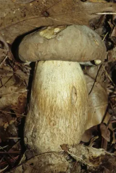 Boletus nobilissimus thumbnail 1