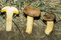 Xerocomus tenax thumbnail 2