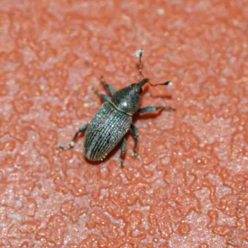 Clover Seed Weevil