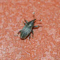 Clover Seed Weevil thumbnail 1