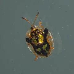Mottled Tortoise Beetle thumbnail 4