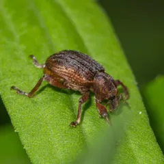 Clover Leaf Weevil thumbnail 3