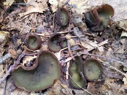 Plicariella scabrosa