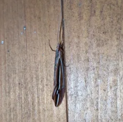 Beautiful Northern Caddisfly thumbnail 2
