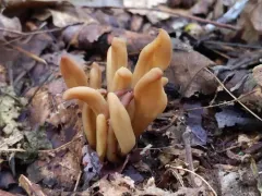 Olive Earthtongue thumbnail 2