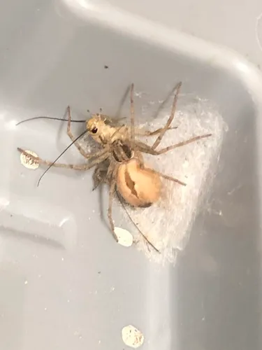 Cricket Thief Spider