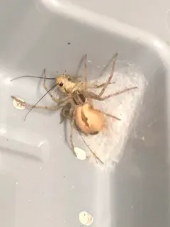 Cricket Thief Spider thumbnail 1