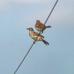 Brown Thrasher thumbnail 2