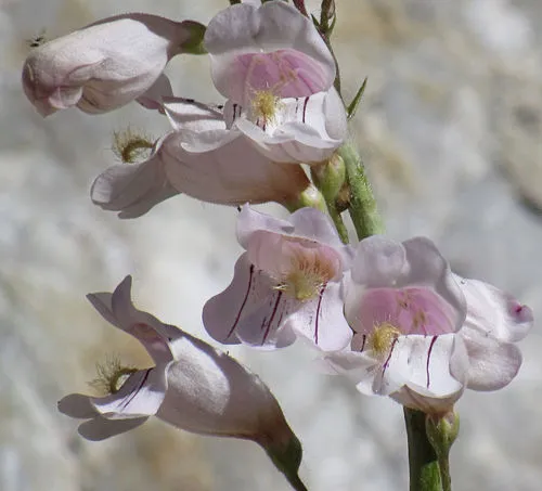 Palmer's penstemon