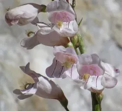 Palmer's penstemon thumbnail 1