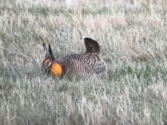 Greater Prairie-Chicken thumbnail 3