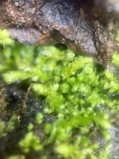 Bolander's claopodium moss thumbnail 2