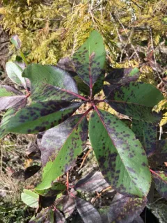 Phacidiopycnis washingtonensis thumbnail 4