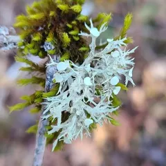 Punctured Bushy Lichen thumbnail 4