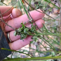 Broom Gall Mite thumbnail 4