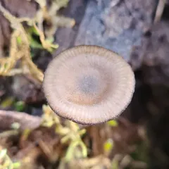 brown goblet thumbnail 2