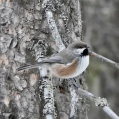 Boreal Chickadee thumbnail 3